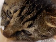 -纳吉亚猫专科动物医院博雅分院