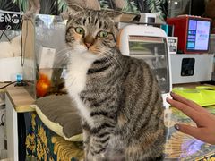 -平行世界·猫咖(首经贸店)