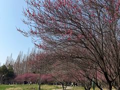 -水杉园