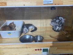 -more than meow吴止猫主题餐厅(承德 中船汇店)