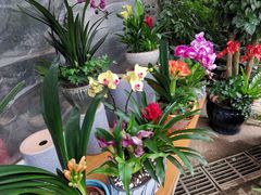 -桂林市花鸟市场