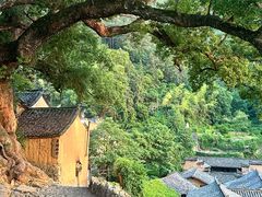 -杨家堂村