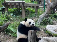 -广州长隆野生动物世界