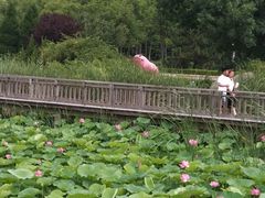 -羊亭河湿地公园