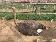 -河北村民俗体验园