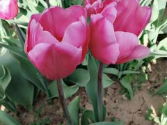 -洛阳郁金香牡丹园