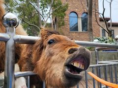 -上海崇明金茂凯悦酒店