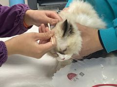 -中农国际动物医院24小时·猫科·骨科·急重症中心