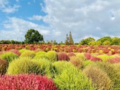 -花开海上生态园