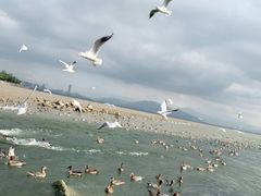 -深圳湾公园(南山区)