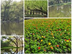 -上海共青森林公园