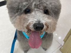 -瑞鹏宠物医院犬猫全科(真大分院)