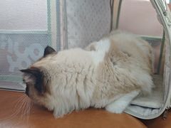 -联合动物医院(光谷诊疗中心)