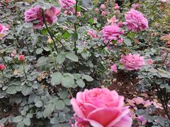 -人民公园(罗湖区)