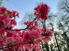 -上海共青森林公园