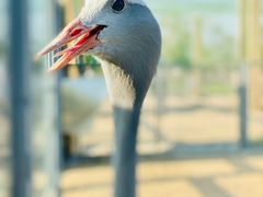 -盐城丹顶鹤湿地生态旅游区