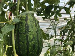 -庞各庄西瓜蔬菜采摘园·锦华瓜园