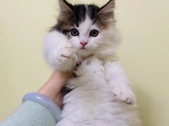 -猫域·湾主题猫咖·宠物吧(南坪城市广场店)