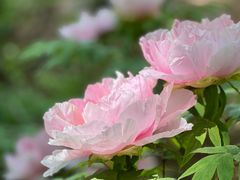 -洛阳市隋唐城遗址植物园