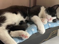 -纳吉亚猫专科动物医院博雅分院