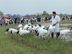 -盐城丹顶鹤湿地生态旅游区