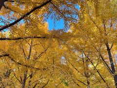 -三里屯东五街银杏大道