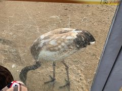 -盐城丹顶鹤湿地生态旅游区