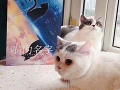 -猫尾侦探俱乐部·剧本杀·狼人杀