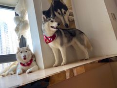 -Husky Go! 哈士奇体验馆·宠物咖啡厅狗咖