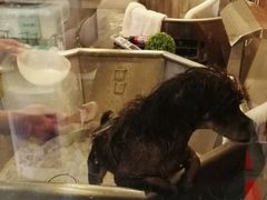 -PETKIT小佩宠物(古北店)