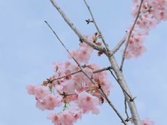 -顾村公园