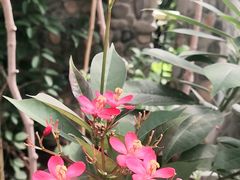 -北京植物园-展览温室