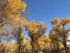 -金塔沙漠胡杨林景区