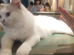 -喵喵咪呀布偶猫咖(春熙路店)