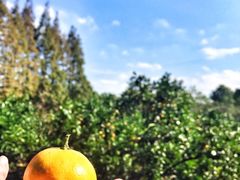 景点-上海长兴岛郊野公园