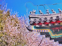 -北京大学赛克勒考古与艺术博物馆