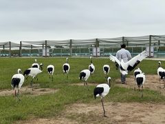 -盐城丹顶鹤湿地生态旅游区