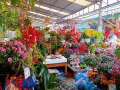 -曲阳花鸟市场(曲阳路店)