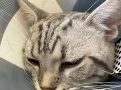 -芭比堂宠物医院·全科爱猫医院·仁德分院