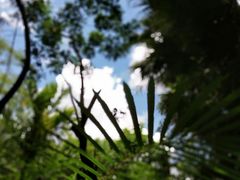 -呀诺达热带雨林
