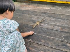 -五营红松林海景区