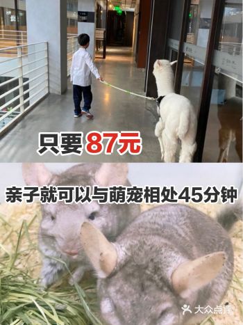 87元就可以让宝宝与多种萌宠相处哦