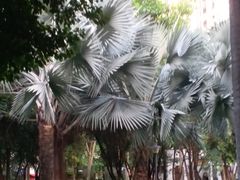 -同德公园