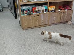 -四月宠物医院·猫专科·心脏专科·内科(转塘店)