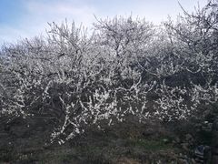 -广州市流溪河国家森林公园