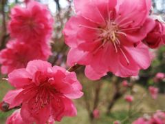 -桃花涧