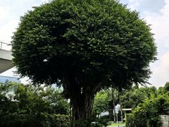 -广州白天鹅宾馆