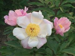iphone_upload_pic-景山公园