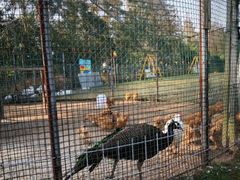 -前小桔亲子创意农场·草莓采摘·露营烧烤