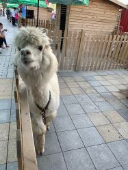 -萌宠亲子动物乐园(槐房万达店)